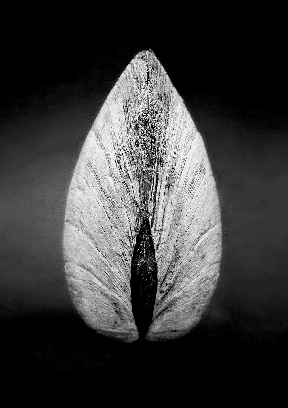 ������ ��� ��������� Black & White - ������ / ������ �� �����