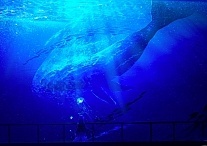 ������ �������� Genshin Impact �26