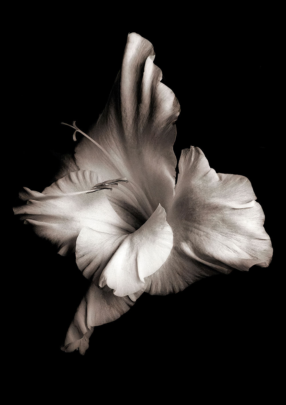 ������ ��� ��������� Black & White - ������ / ������ �� �����