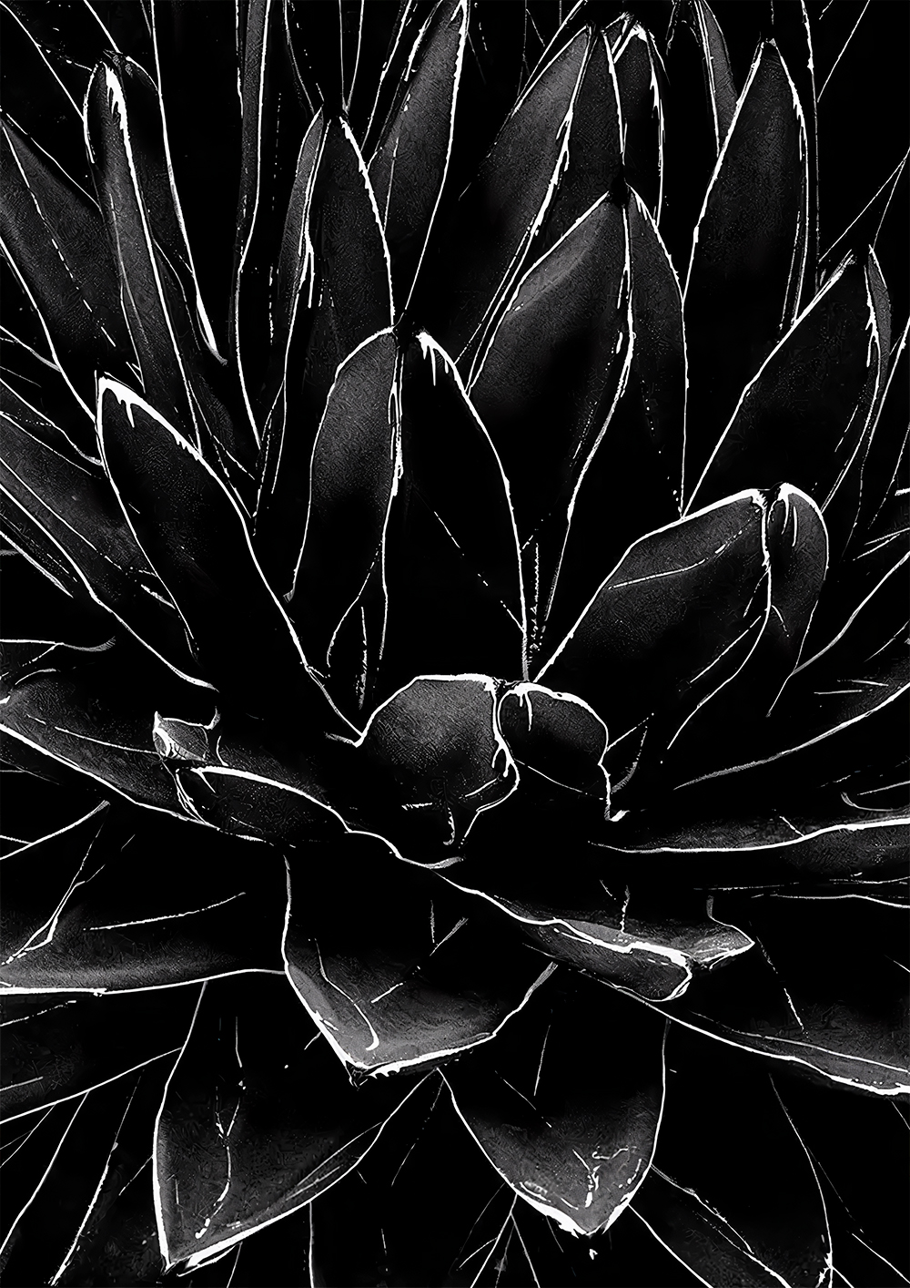 ������ ��� ��������� Black & White ������ / ������ �� �����