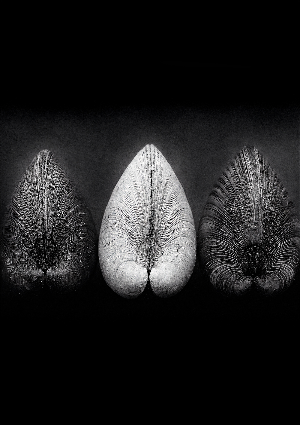 ������ ��� ��������� Black & White - ��� ������� / ������ �� �����