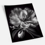����� �������� ��� ��������� - Black & White Flowers