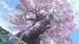 ����� ���� ������ / Kabukibu! [HD]