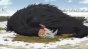     / Mahou Tsukai no Yome TV [DVD]