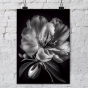 ����� �������� ��� ��������� - Black & White Flowers